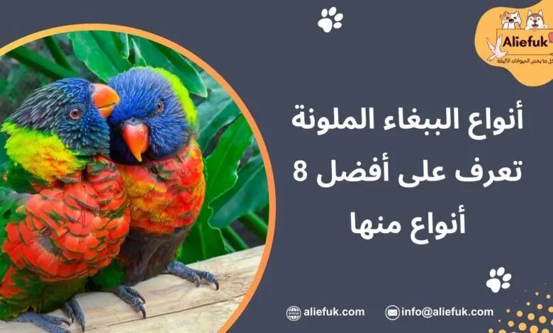 ما هي أنواع الببغاء الملونة