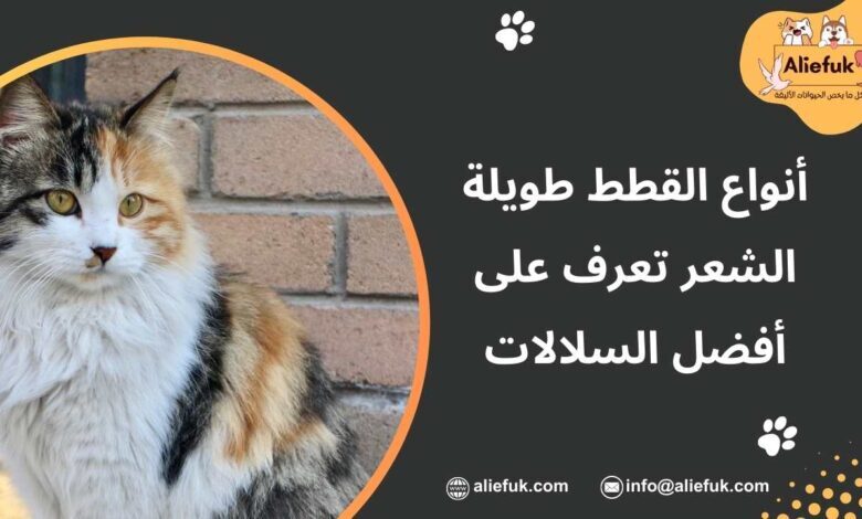 ما هي أنواع القطط طويلة الشعر