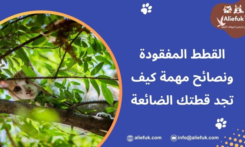 كيف تجد القطط المفقودة