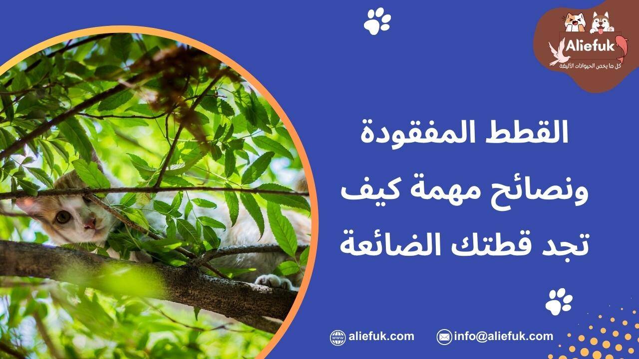 ثعلبة القطط