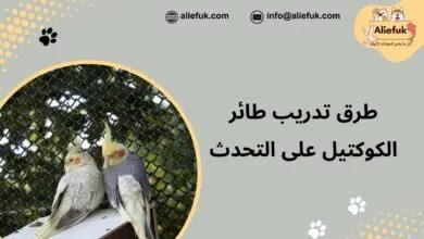 تدريب طائر الكوكتيل