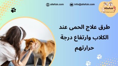 علاج الحمى عند الكلاب