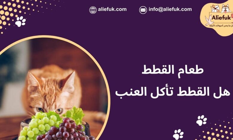 طعام القطط