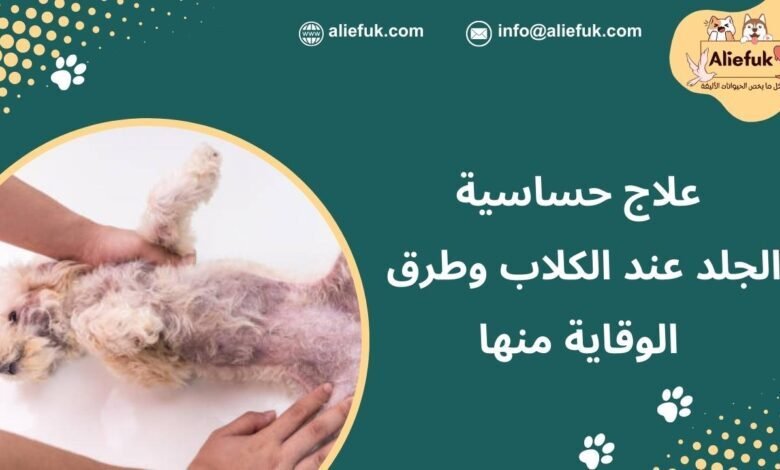 علاج حساسية الجلد عند الكلاب الذي تسببه حساسية الطعام - موقع أليفك حساسية الجلد عند الكلاب