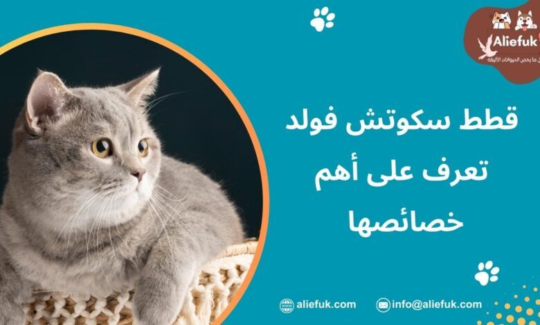 ما هي قطط سكوتش فولد