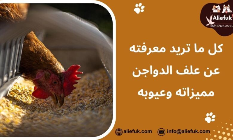 ما هو علف الدواجن