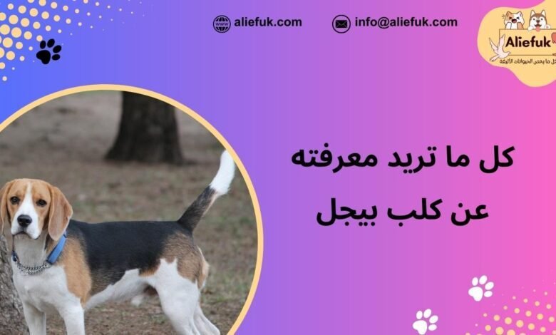كلب بيجل كل ما تريد معرفته عنه أصله ومميزاته وأسعاره - موقع أليفك ماذا تعرف عن كلب بيجل