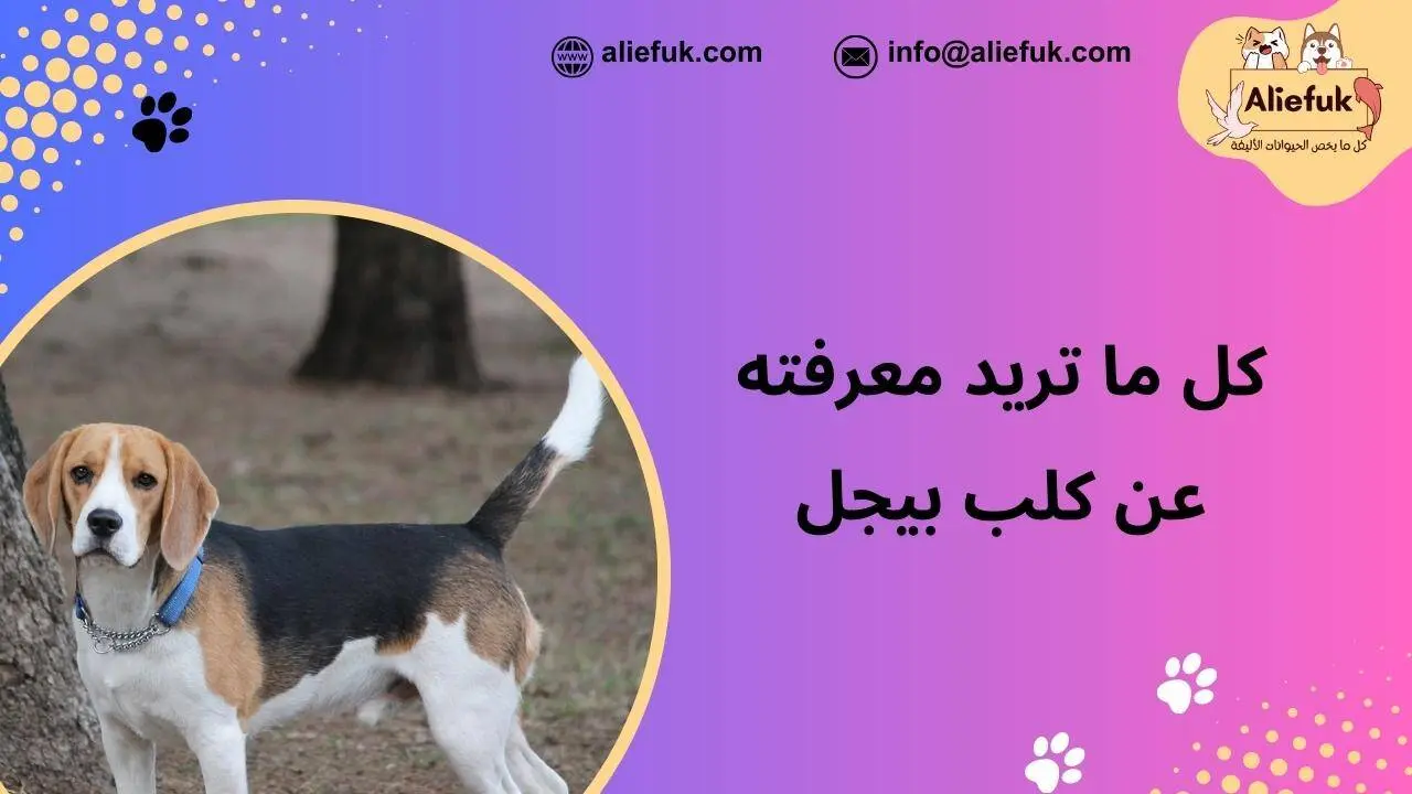 ماذا تعرف عن كلب بيجل