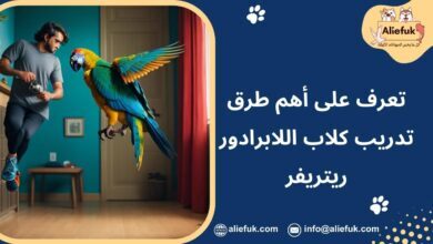 طرق تدريب الببغاء