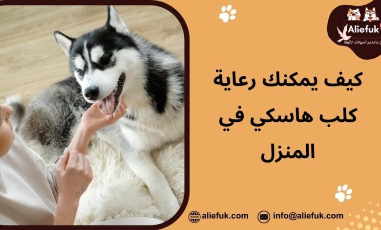 رعاية كلب هاسكي في المنزل