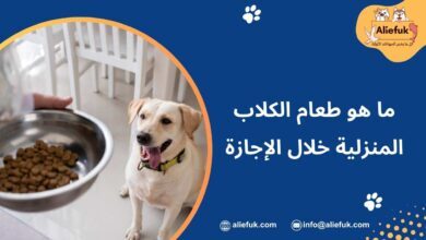 طعام الكلاب المنزلية في العطلات
