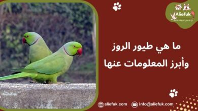 ماذا تعرف عن طيور الروز