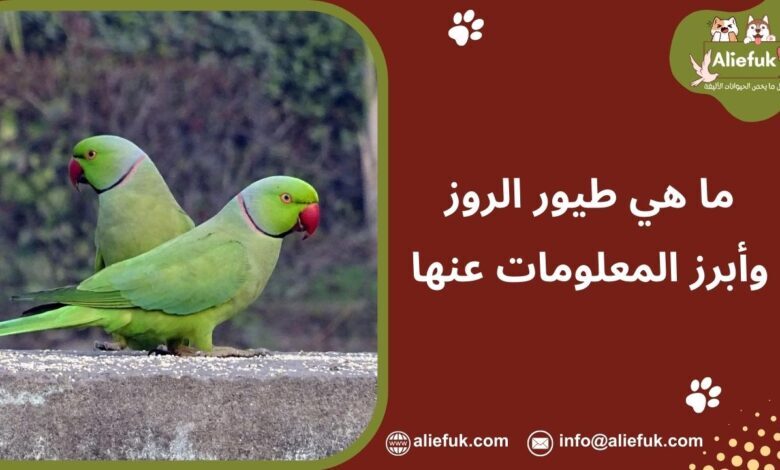 ماذا تعرف عن طيور الروز