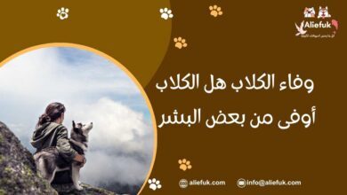 صفات وفاء الكلاب
