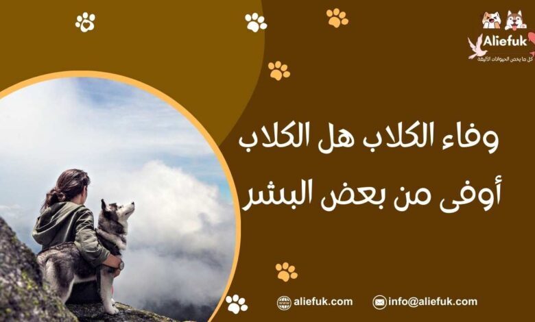 صفات وفاء الكلاب