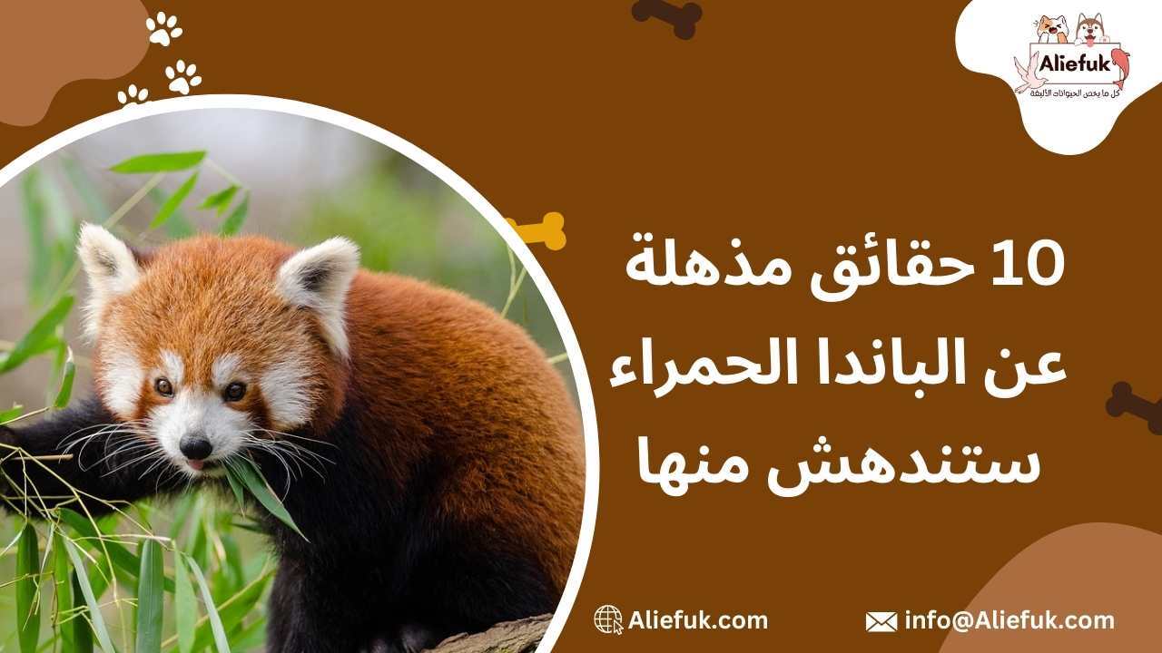 الباندا الحمراء وأهم المعلومات عنها