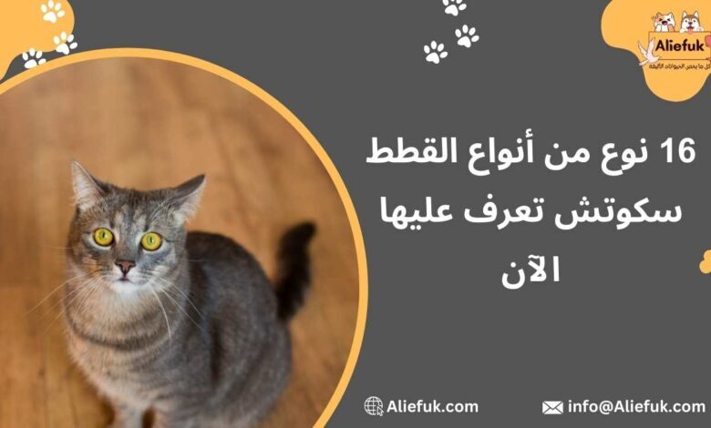 أفضل أنواع القطط سكوتش فولد