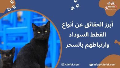 تعرف على أنواع القطط السوداء