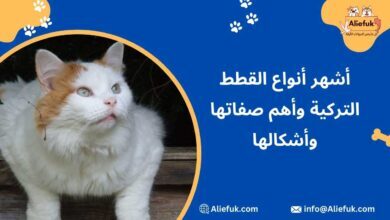 أفضل أنواع القطط التركية