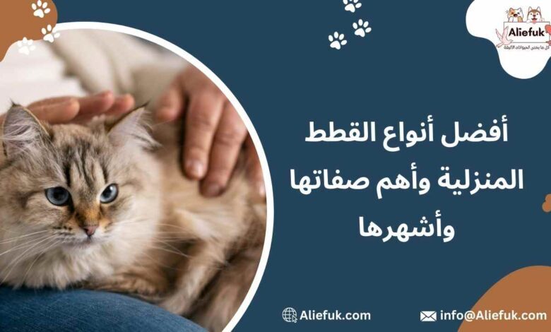 أشهر أنواع القطط المنزلية