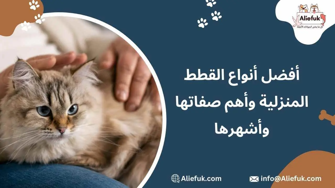 أفضل أنواع القطط المنزلية وأهم صفاتها وأشهرها أليفك