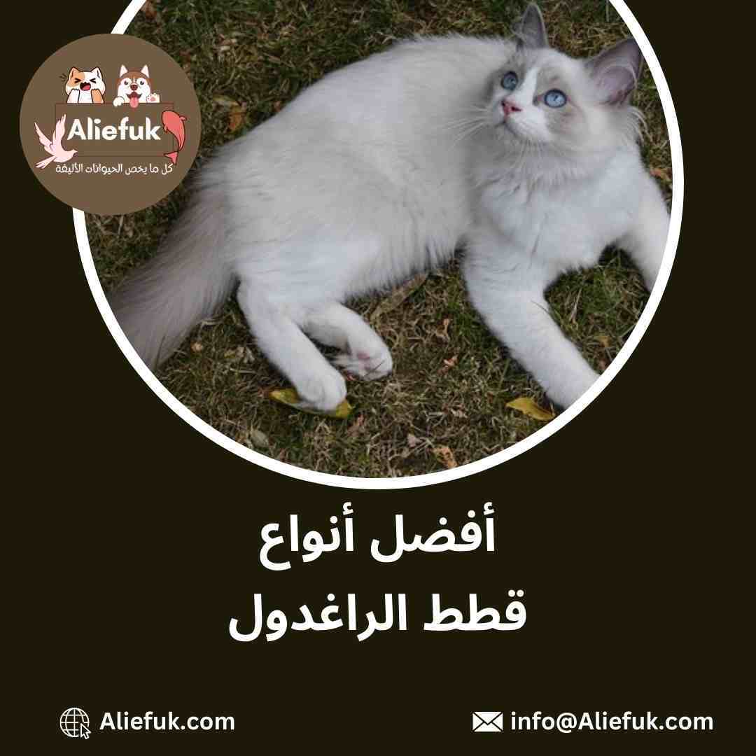 أنواع قطط الراغدول