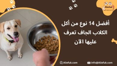 أكل الكلاب الجاف