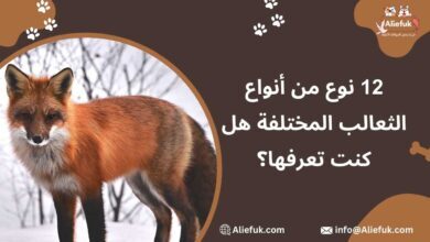 12 نوع من أنواع الثعالب المختلفة هل كنت تعرفها؟ - موقع أليفك أنواع الثعالب ما هي