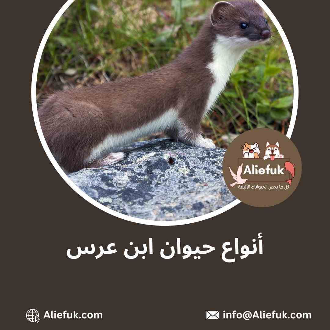 أنواع حيوانات ابن عرس