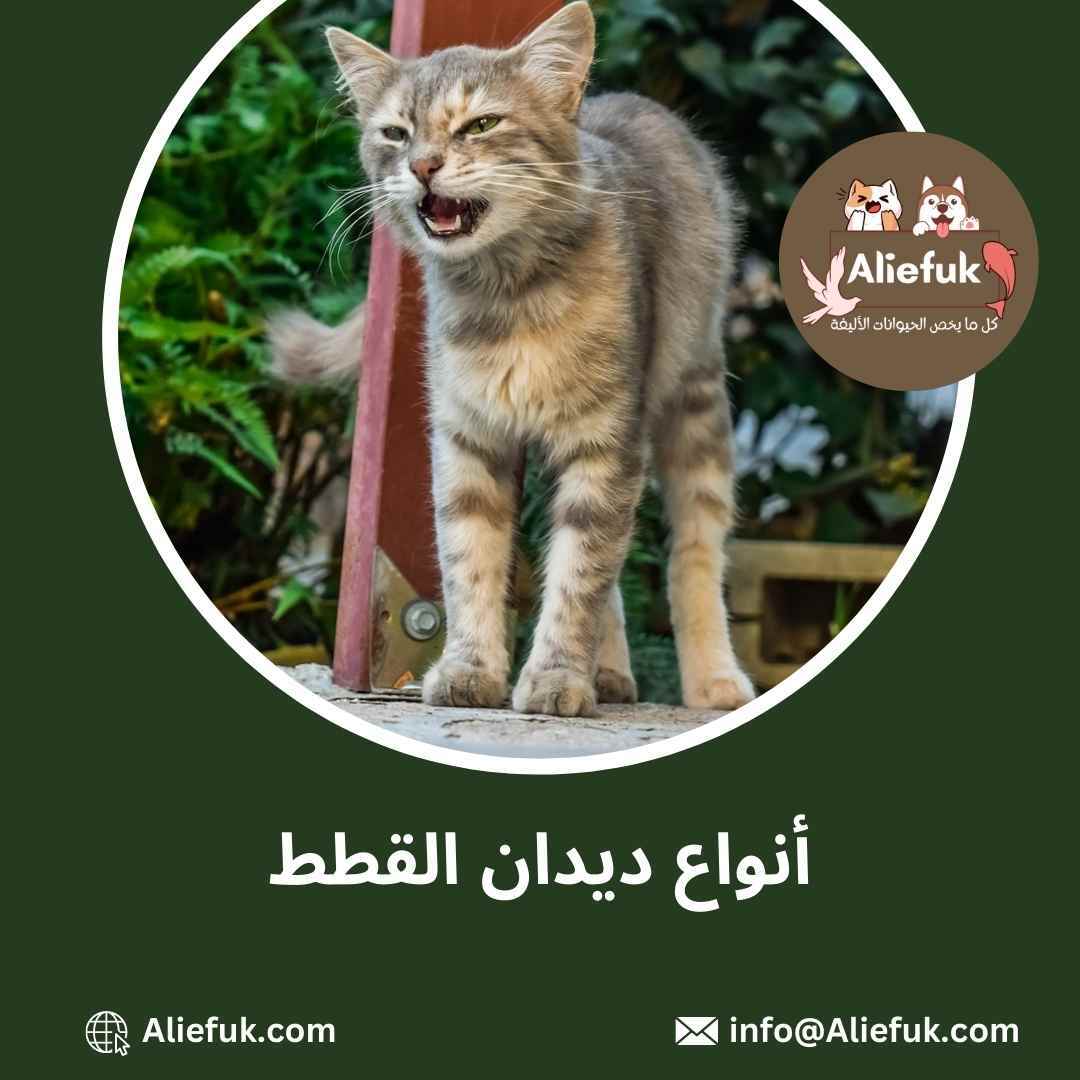 أنواع ديدان القطط ما هي