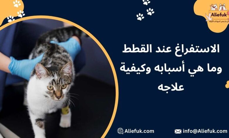 أسباب الاستفراغ عند القطط