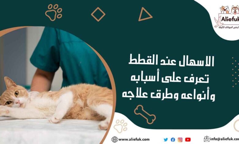 الاسهال عند القطط تعرف على أسبابه وأنواعه وطرق علاجه - موقع أليفك ما هو الاسهال عند القطط