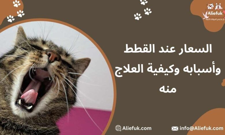 أعراض السعار عند القطط