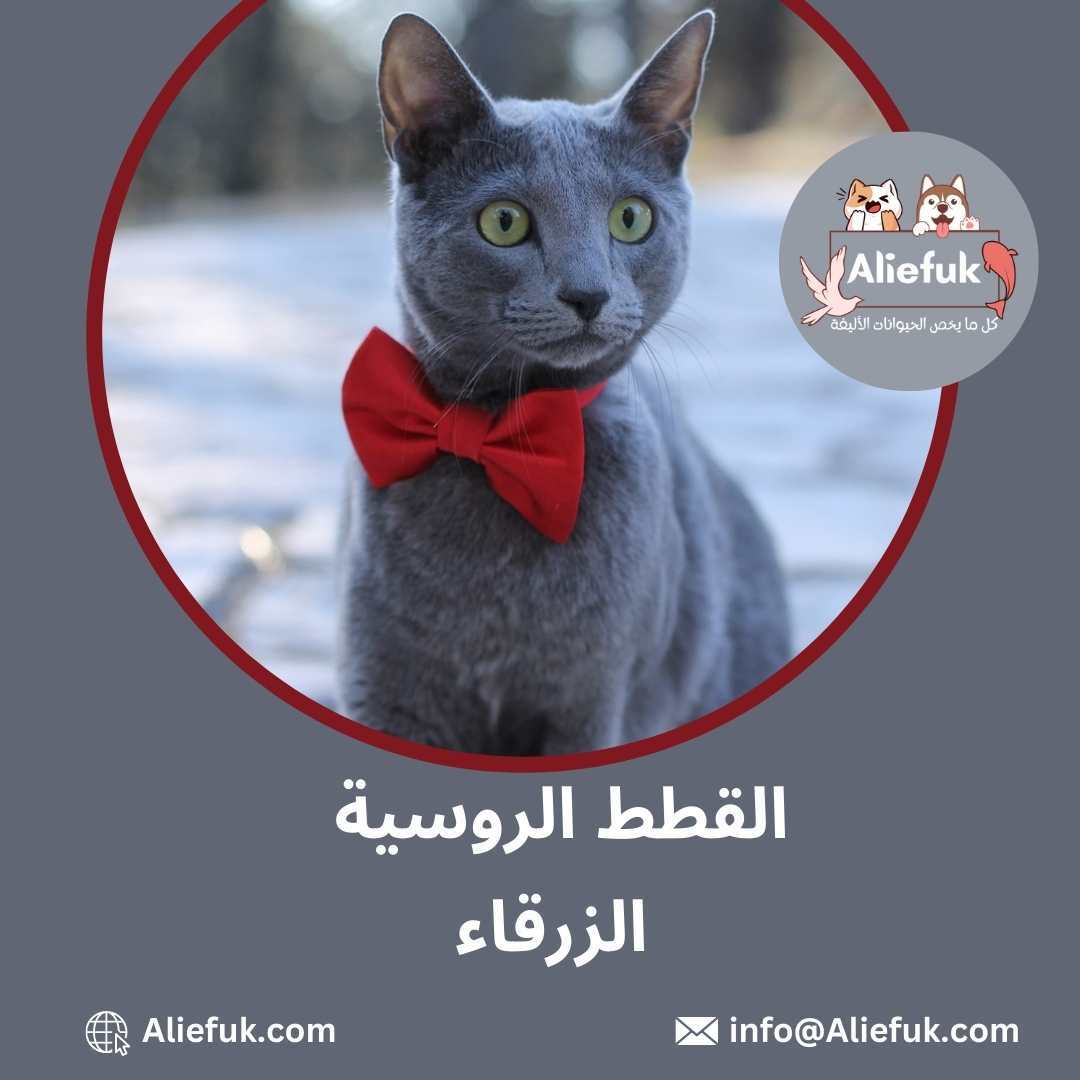 أنواع القطط قصيرة الشعر القطط الروسية