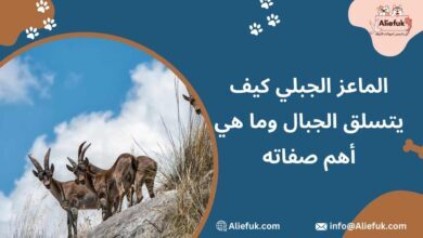 صفات الماعز الجبلي