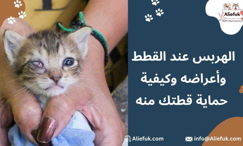 أسباب الهربس عند القطط
