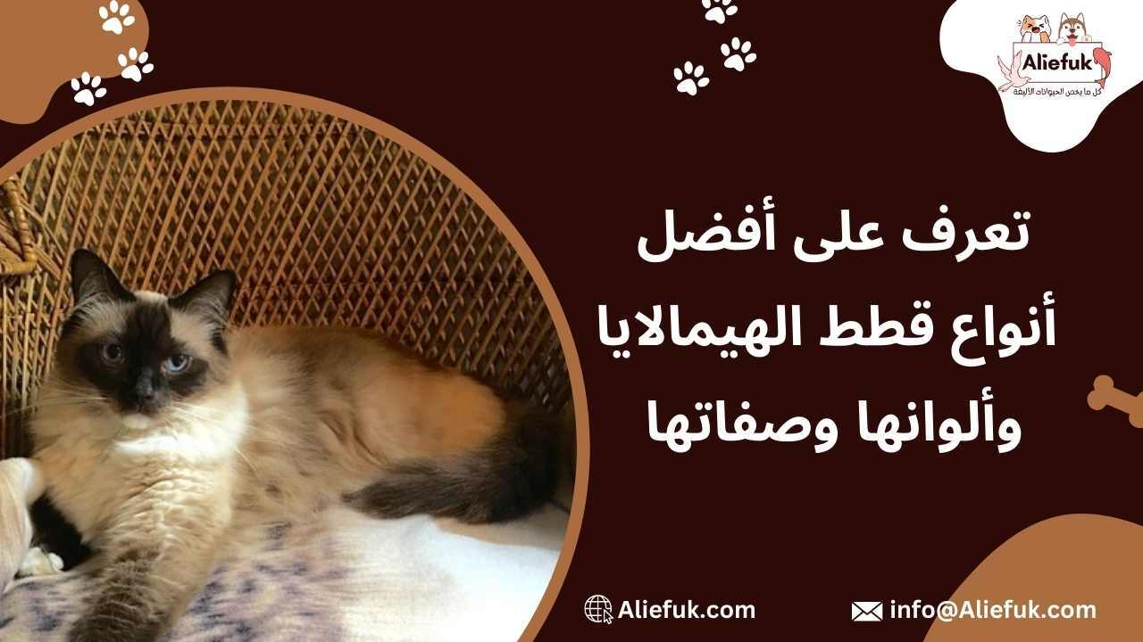 أنواع قطط الهيمالايا