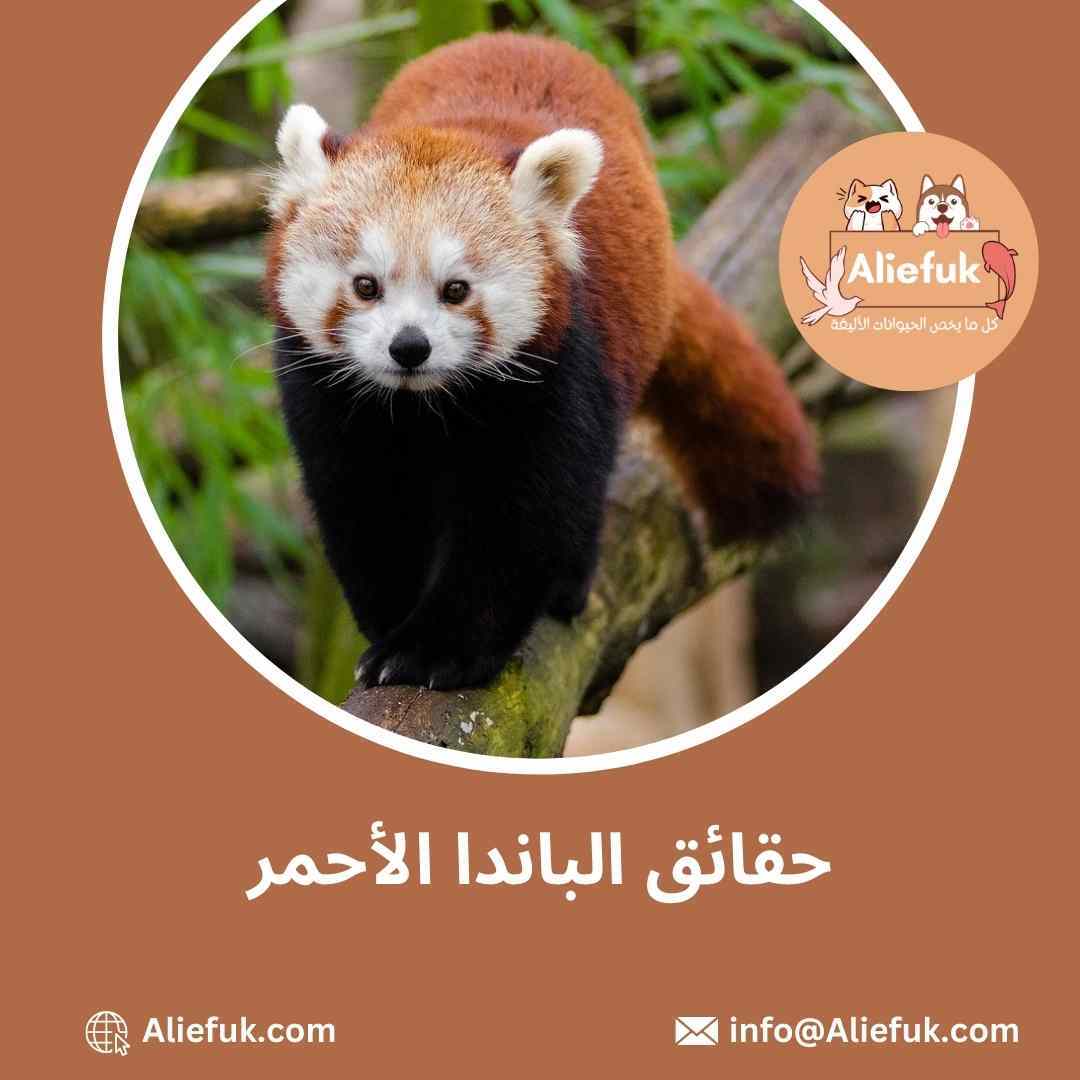 الباندا الأحمر وأسرارها