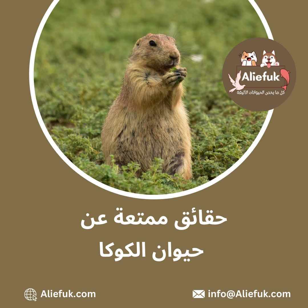 تكاثر حيوانات الكوكا