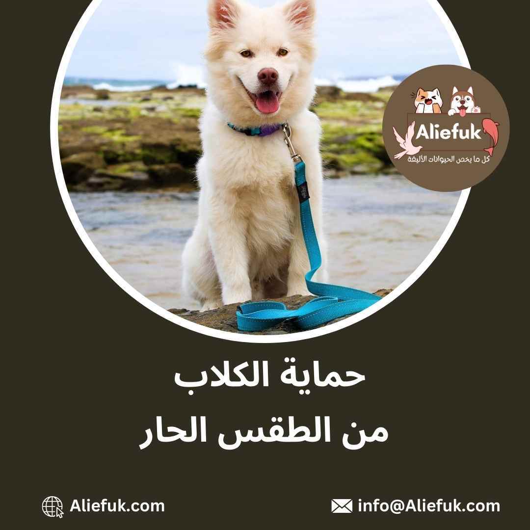 حماية الكلاب من الحر 