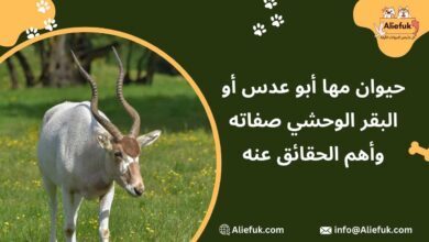 صفات حيوان مها أبو عدس