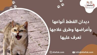 ما هي أعراض ديدان القطط