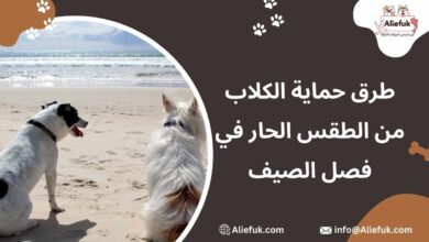 حماية الكلاب من الطقس الحار