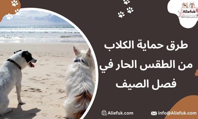 حماية الكلاب من الطقس الحار