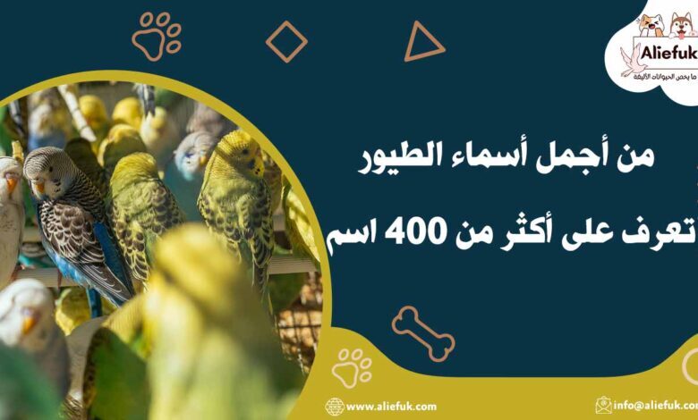 أجمل أسماء الطيور المذكرة