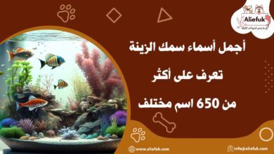 أجمل أسماء سمك الزينة تعرف على أكثر من 650 اسم مختلف - موقع أليفك أسماء سمك الزينة