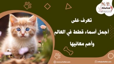أجمل أسماء قطط في العالم