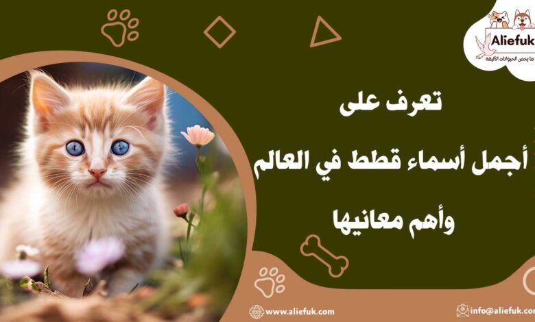 أجمل أسماء قطط في العالم