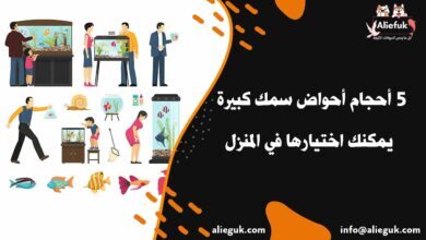 أنواع أحواض سمك كبيرة