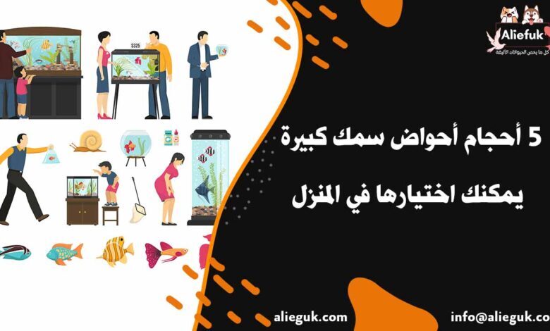 أنواع أحواض سمك كبيرة